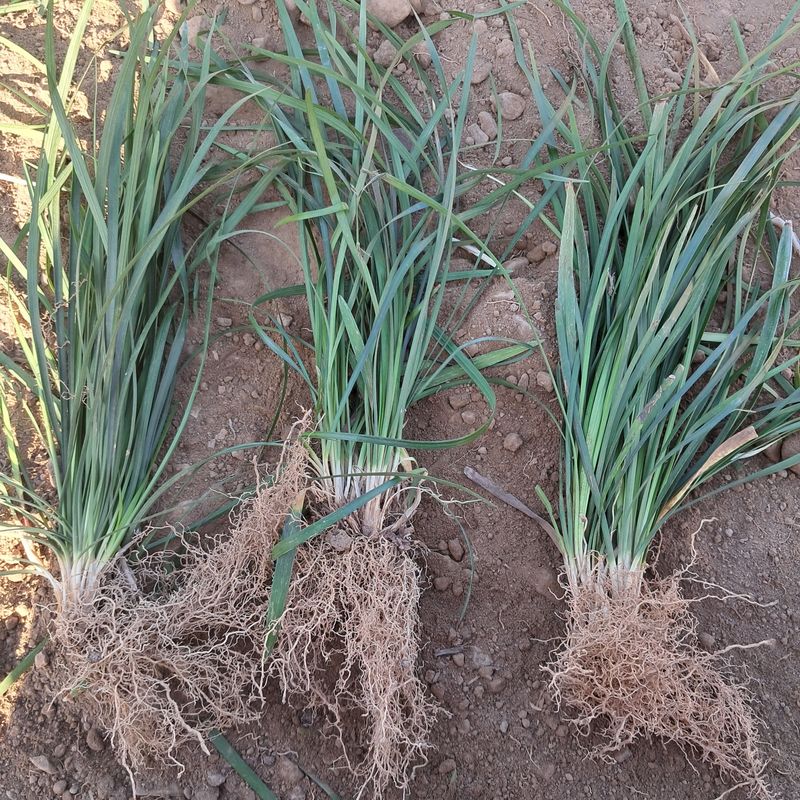 이은화님의 장터 판매 상품 [맥문동모종1000주] 첨부 사진