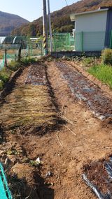 팜모닝 마늘·영농일지 게시글 이미지