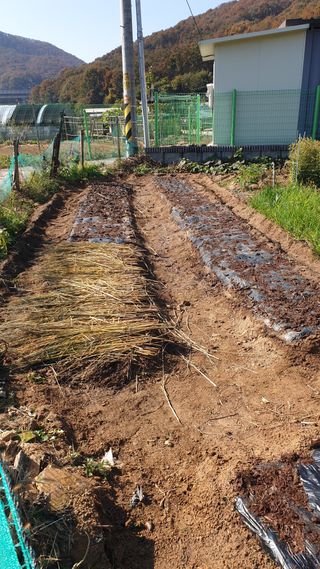 허민성님의 마늘 · 영농일지 작성글 사진