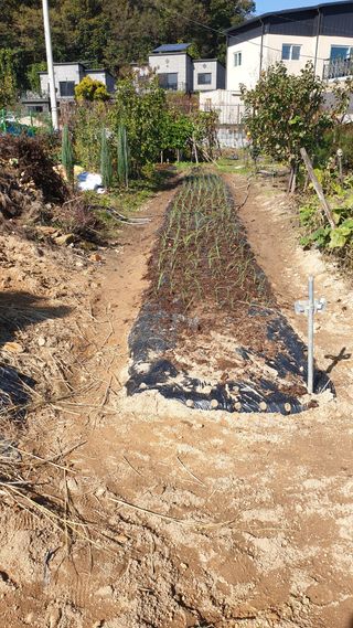 허민성님의 마늘 · 영농일지 작성글 사진