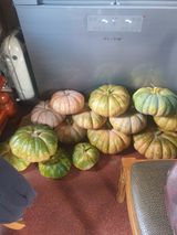 팜모닝 호박·영농일지 게시글 이미지