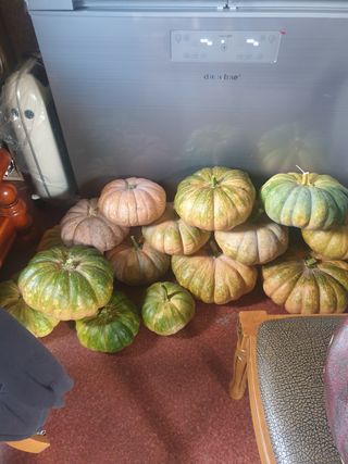 김주해님의 호박 · 영농일지 작성글 사진