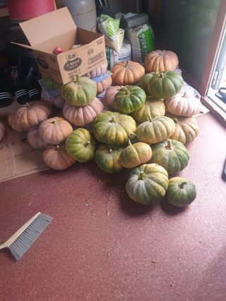 김주해님의 호박 · 영농일지 작성글 사진