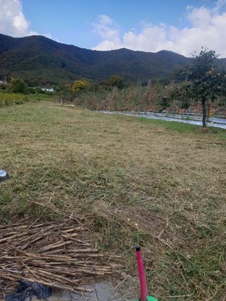 김주해님의 토마토 · 영농일지 작성글 사진