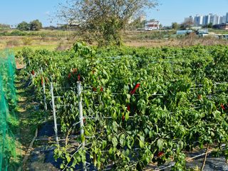 남종희님의 고추 · 일상 작성글 사진