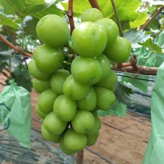 소망농원님의 마늘 · 일상 작성글 사진