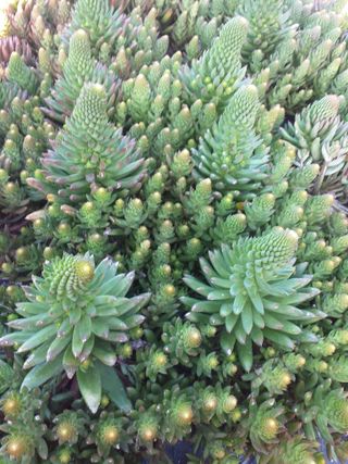 알 수 없음님의 기타작물 · 자유게시판 작성글 사진