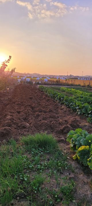살구15128님의 마늘 · 영농일지 작성글 사진