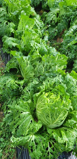 심기섭님의 배추 · 자연재해•동물피해 작성글 사진