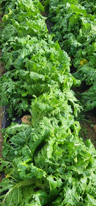 심기섭님의 배추 · 자연재해•동물피해 작성글 사진