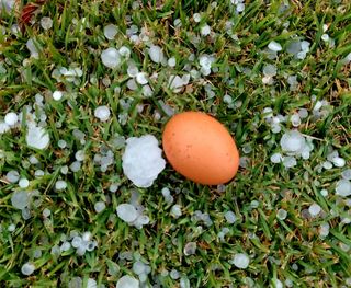 심기섭님의 배추 · 자연재해•동물피해 작성글 사진