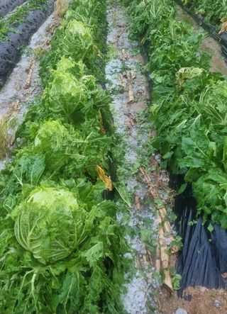 심기섭님의 배추 · 자연재해•동물피해 작성글 사진