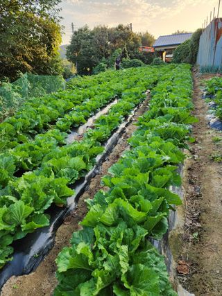 김성원님의 배추 · 일상 작성글 사진