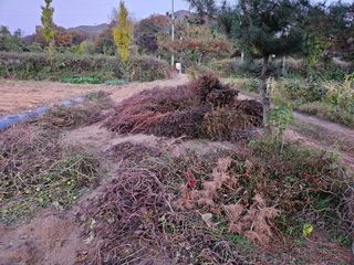 마중물0715님의 들깨 · 자유게시판 작성글 사진