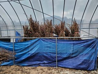 마중물0715님의 들깨 · 자유게시판 작성글 사진