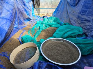 마중물0715님의 들깨 · 자유게시판 작성글 사진