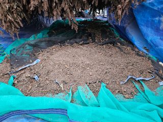 마중물0715님의 들깨 · 자유게시판 작성글 사진