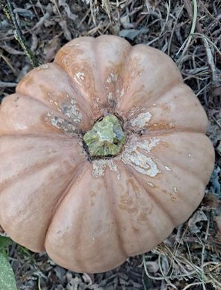 심수연님의 [팜춘문예] 짧은 시 쓰기 · 참여글 작성글 사진