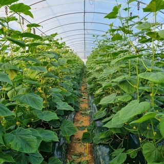 초록오이님의 오이 · 자유게시판 작성글 사진