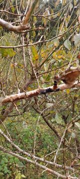 팜모닝 매실·병해충상담 게시글 이미지