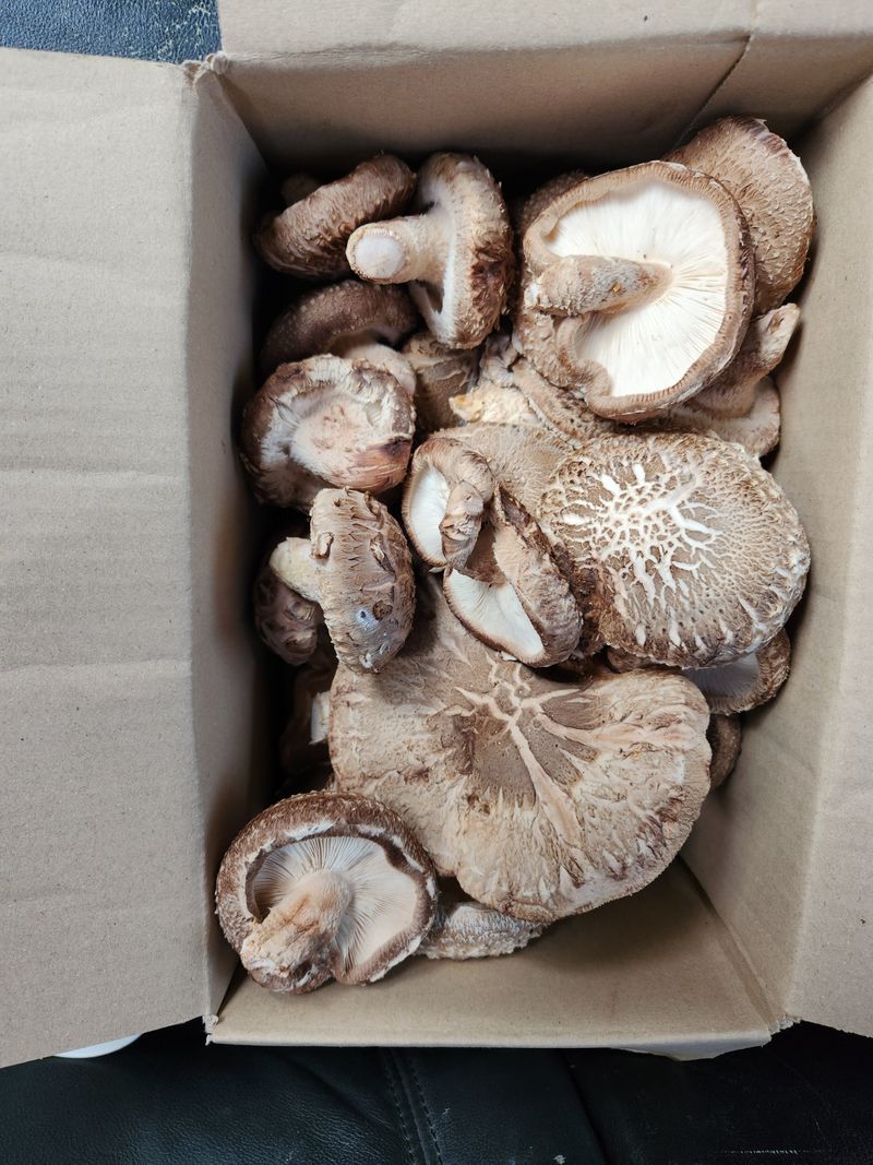 장터 상품 [참나무 생표고 사진이 1kg] 썸네일