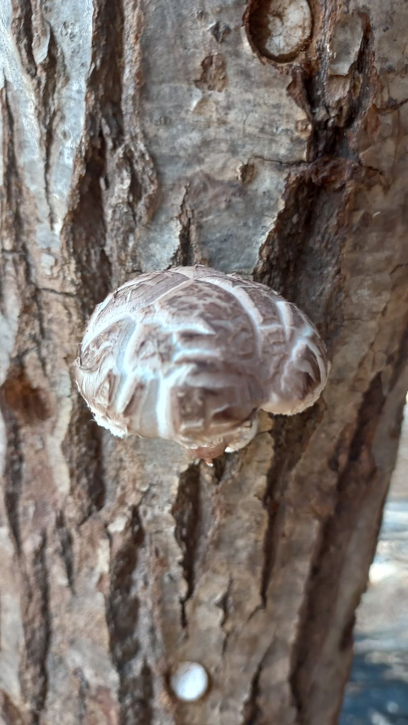 파란농원님의 장터 판매 상품 [참나무 생표고 사진이 1kg] 첨부 사진