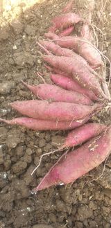 팜모닝 고구마·자유게시판 게시글 이미지