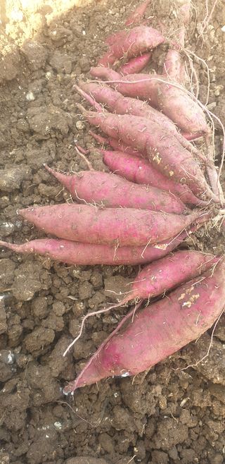 자두19391님의 고구마 · 자유게시판 작성글 사진