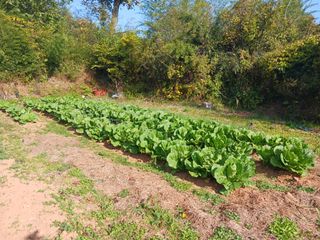 조현길님의 [팜춘문예] 짧은 시 쓰기 · 참여글 작성글 사진