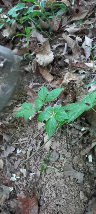 규수김님의 [팜춘문예] 짧은 시 쓰기 · 참여글 작성글 사진