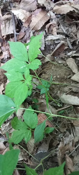 규수김님의 [팜춘문예] 짧은 시 쓰기 · 참여글 작성글 사진