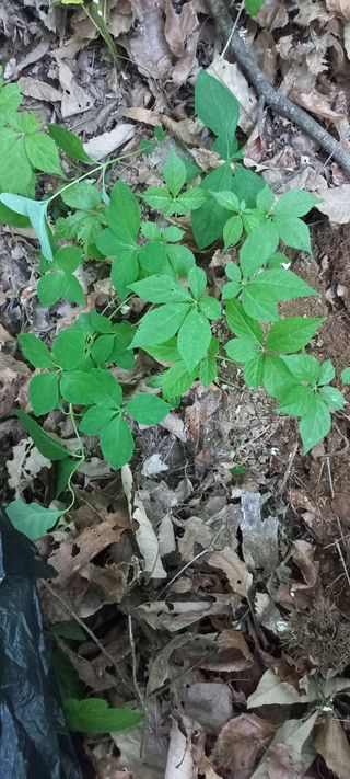 규수김님의 [팜춘문예] 짧은 시 쓰기 · 참여글 작성글 사진