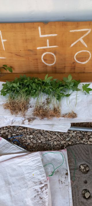 규수김님의 [팜춘문예] 짧은 시 쓰기 · 참여글 작성글 사진