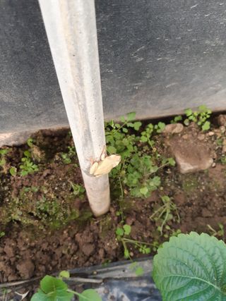 깻잎농부님의 [팜춘문예] 짧은 시 쓰기 · 참여글 작성글 사진