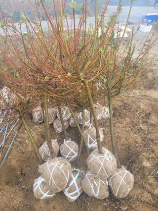 일심묘목농원님의 기타작물 · 자유게시판 작성글 사진