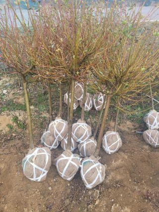 일심묘목농원님의 기타작물 · 자유게시판 작성글 사진