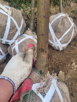 일심묘목농원님의 기타작물 · 자유게시판 작성글 사진