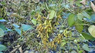 토베기님의 콩 · 영농일지 작성글 사진