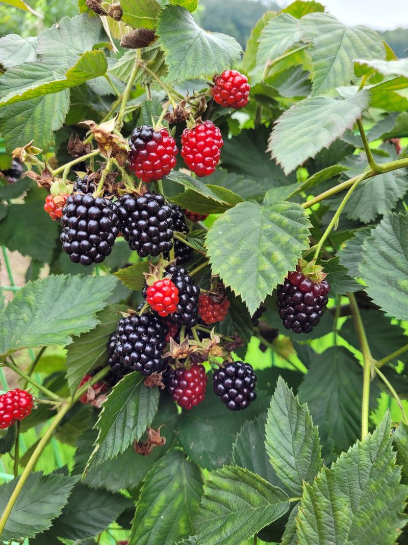 장터 상품 [복분자가   익어가는  계절 비가  많이 내려서    ] 썸네일