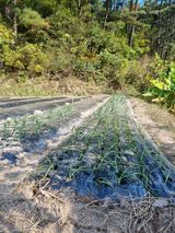 팜모닝 양파·영농일지 게시글 이미지