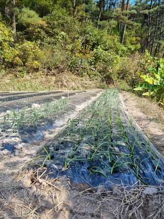 영자님의 양파 · 영농일지 작성글 사진