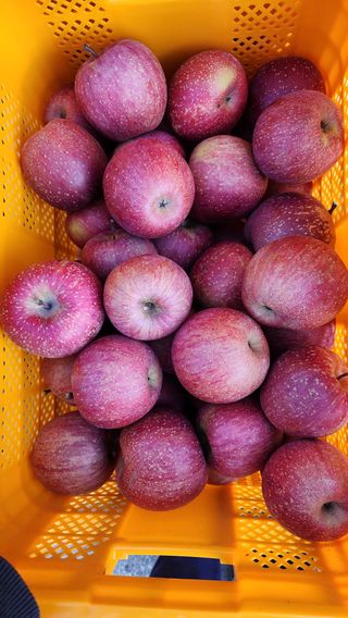 사과청일농원🍎님의 장터이야기 · 자유게시판 작성글 사진