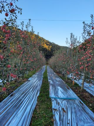 사과청일농원🍎님의 장터이야기 · 자유게시판 작성글 사진