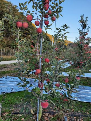 사과청일농원🍎님의 장터이야기 · 자유게시판 작성글 사진