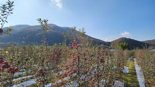 사과청일농원🍎님의 장터이야기 · 자유게시판 작성글 사진