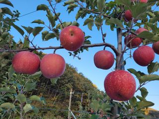 사과청일농원🍎님의 장터이야기 · 자유게시판 작성글 사진
