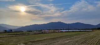 김중언님의 벼 · 자유게시판 작성글 사진