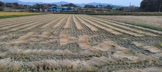 김중언님의 벼 · 자유게시판 작성글 사진