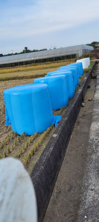 김중언님의 벼 · 자유게시판 작성글 사진