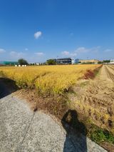 팜모닝 벼·영농일지 게시글 이미지